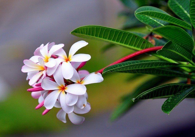 fond écran desktop hd nature fleur blanche Plumeria wallpaper leaves white flowers photo