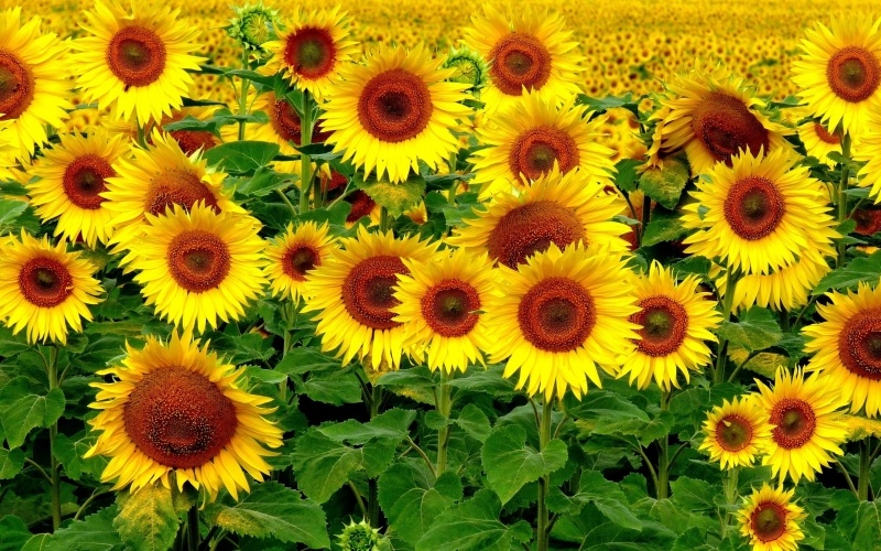 champs de tournesol photo