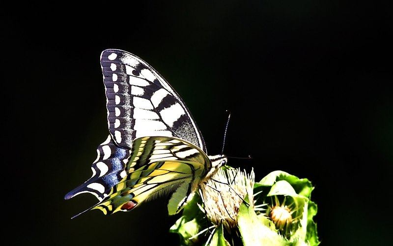 insecte papillon multicolore butine fleur