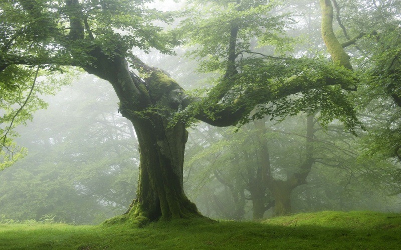 fond écran HD nature arbre mousse vert forêt humide wallpaper photo