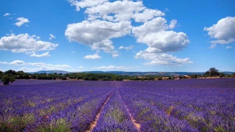 champs de lavande de Provence France photo
