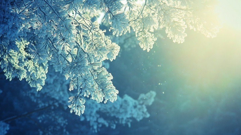 wallpaper neige soleil arbre