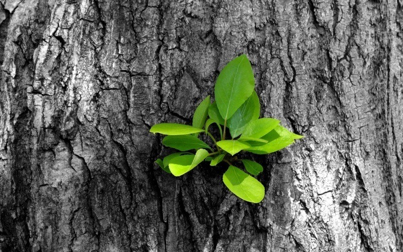 feuille arbre photo