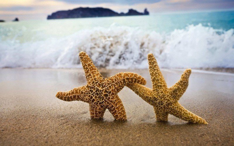 photo étoile de mer couple sur plage wallpaper