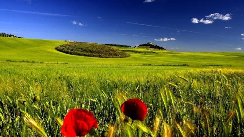 champs de blé vert l'été et coquelicots