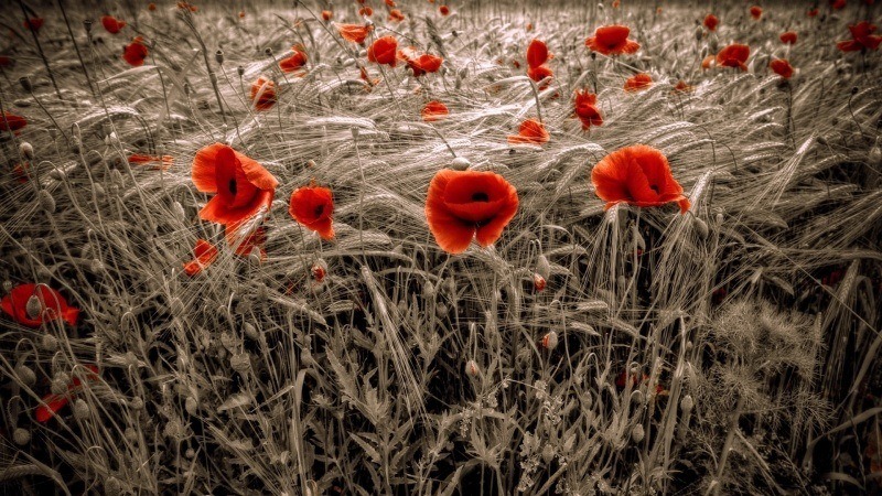 fond écran HD nature champs de blé et coquelicots rouges wallpaper photo