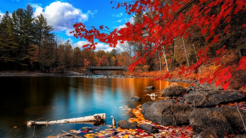 photo automne rivière forêt et érable rouge