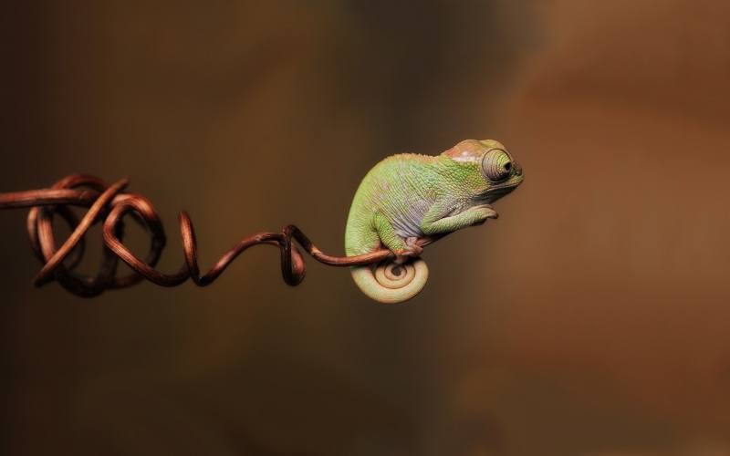 caméléon sur une branche fond écran