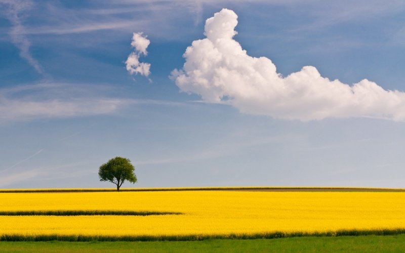 champs jaune arbre ciet et uage