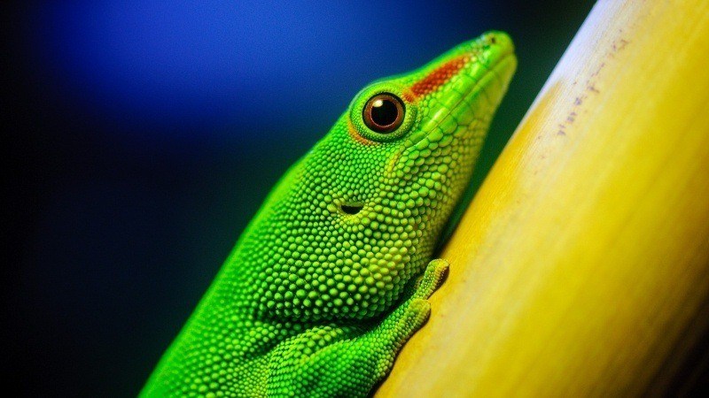 photo reptile vert lézard fond écran