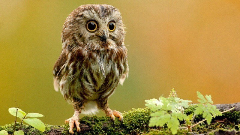 Photo oiseau petit hibou