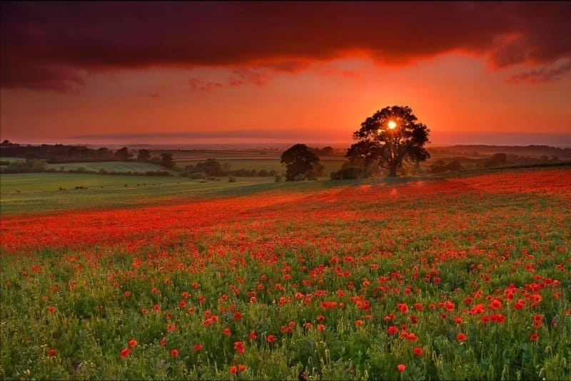 champs de coquelicot sur coucher de soleil photo