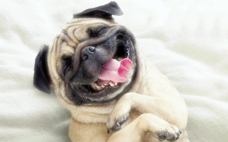 fond ecran hd animaux chien mort de rire télécharger gratuit image desktop wallpaper free