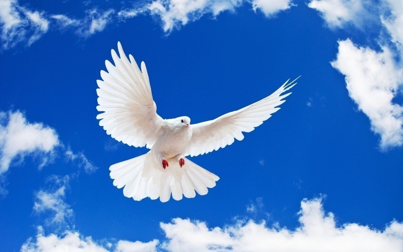 colombe blanche oiseau dans ciel