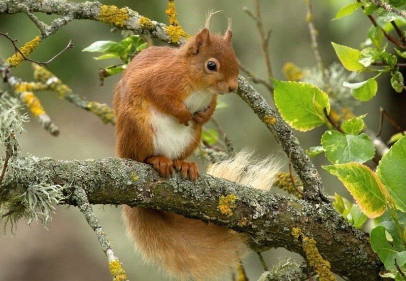 Ecureuil roux sur branche photo wallpaper