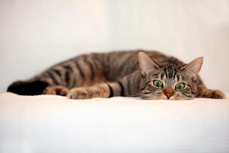 fond écran hd chat tigré allongé sur fond blanc grands yeux vert ouverts photo