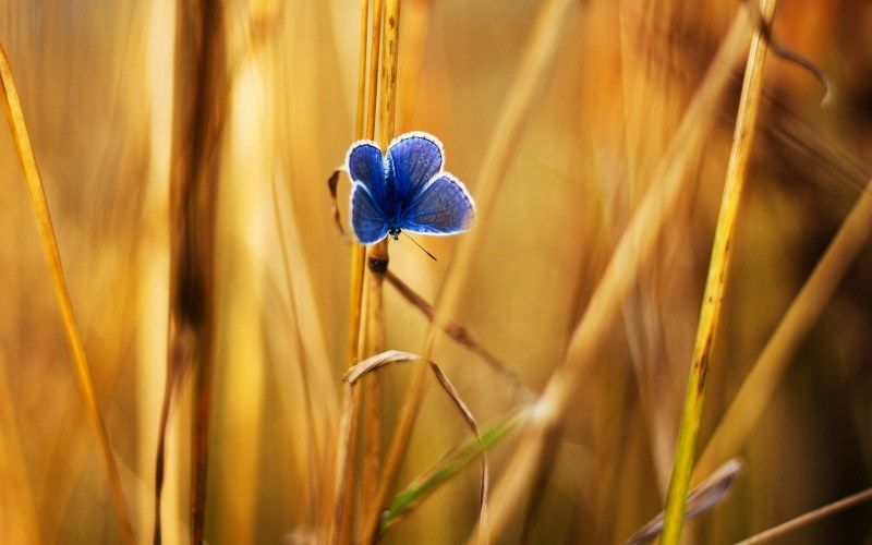 papillon bleu sur brindille herbe photo