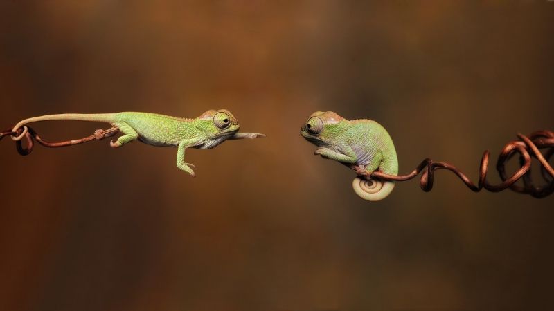 fond écran HD animaux couple caméléons sauvage reptile image photo picture wallpaper