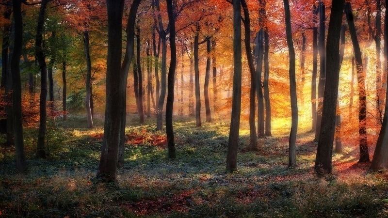 feuilles sous bois forêt à l'automne photo