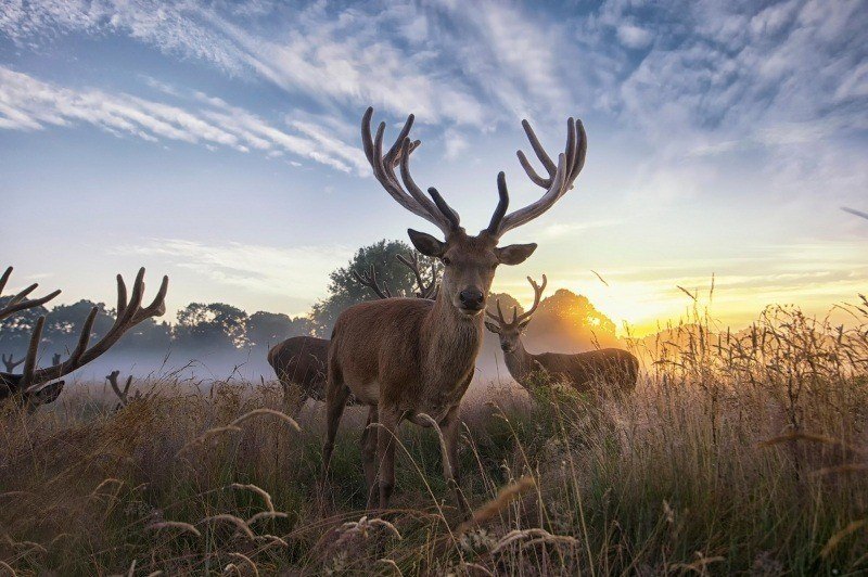 fond écran HD animal sauvage cerfs bois lever de soleil prairie hautes herbes image photo