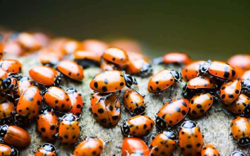 coccinelle rouge et noir image photo wallpaper