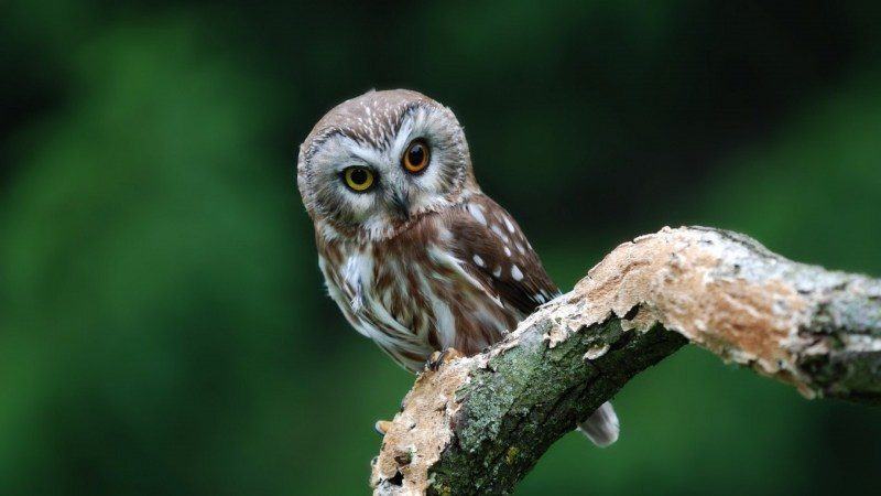 fond d'écran animal chouette oiseau hibou sur branche yeux couleurs différents image photo bureau pc