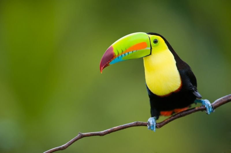 oiseau toucan multicolore photo