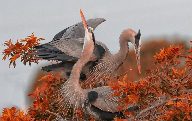 fond d'écran HD animaux oiseaux hérons dans un arbre feuilles orange image wallpaper photo picture