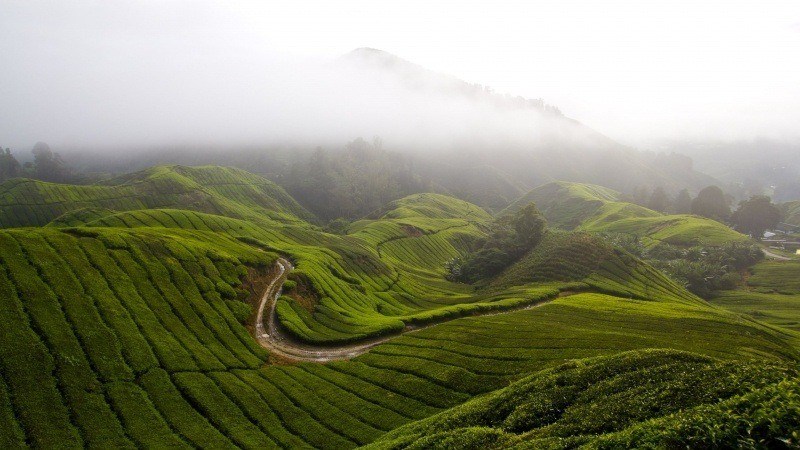 plantation montagne dans les nuages