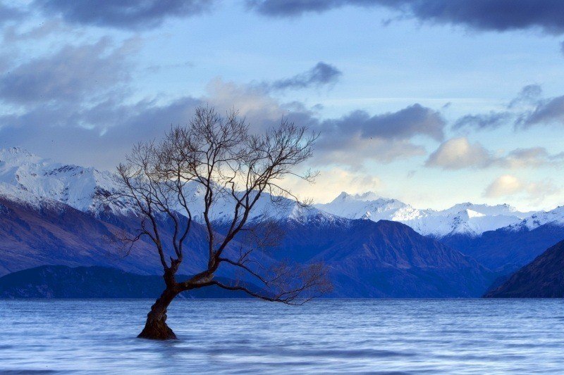 arbre au milieu d'un lac ciel nuageux