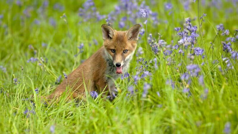 renard dans la prairie photo image wallpaper