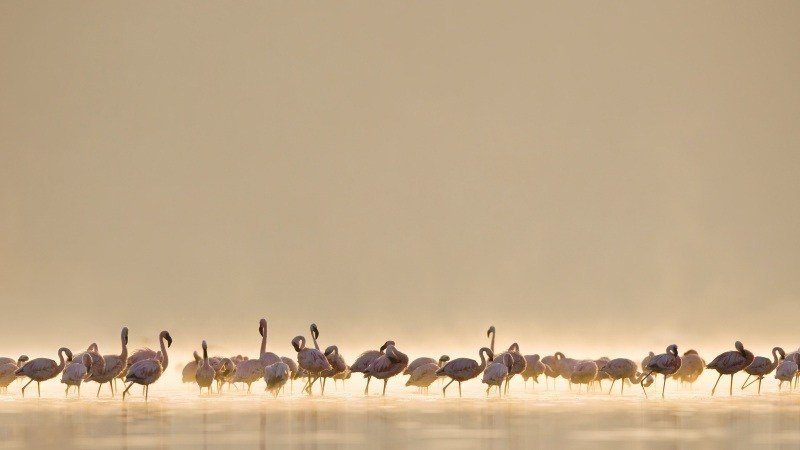 oiseau flamand rose groupe photo