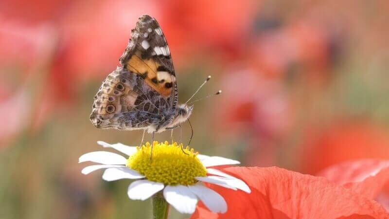 papillon sur fleur blanche et jaune