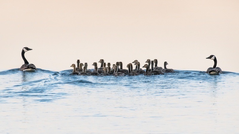 couple oies et leurs petits dans l'eau photo