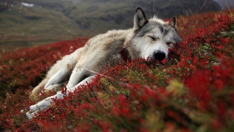 loup qui dort dans la steppe fond écran photo