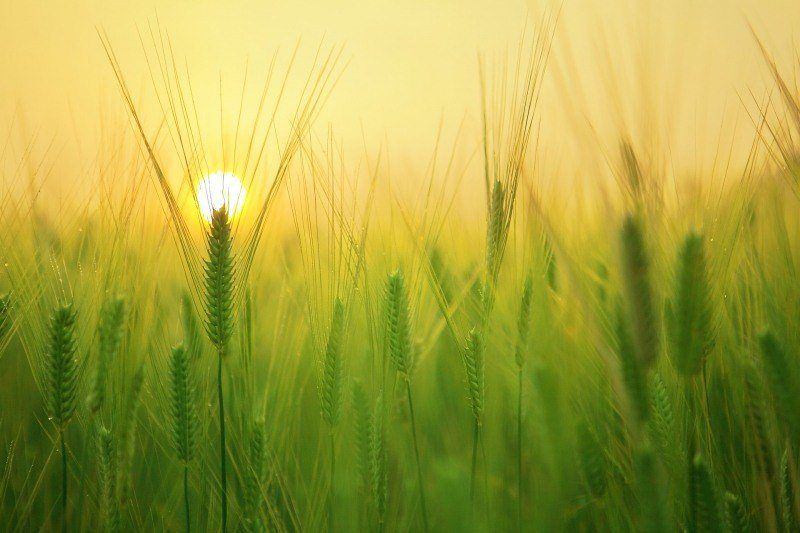 fond écran gratuit nature champs orge vert lever du soleil photo