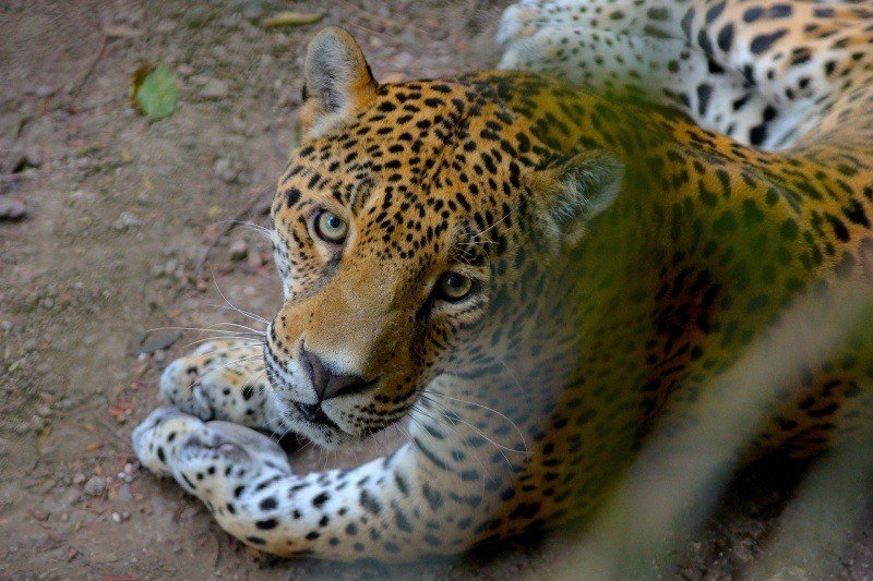 Félin jaguar regard photo