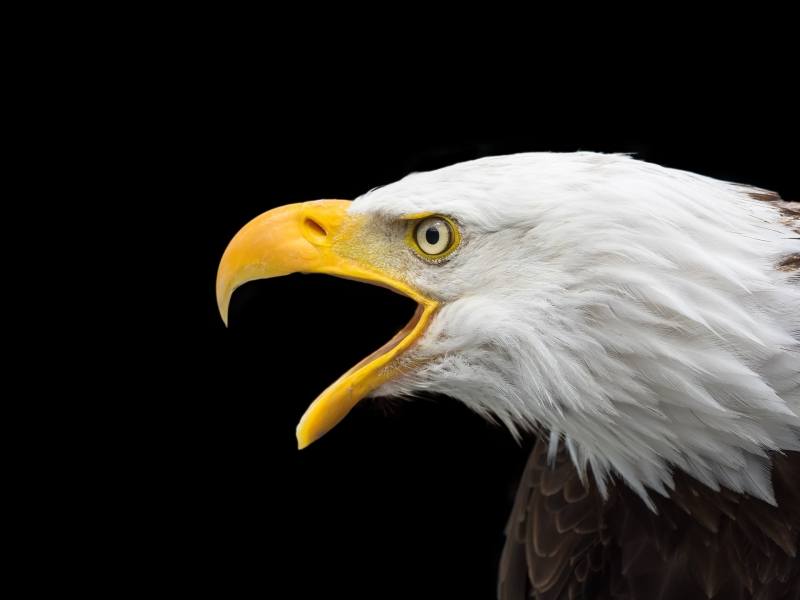 pygargue aigle à tête blanche bec jaune ouvert sur fond noir image photo