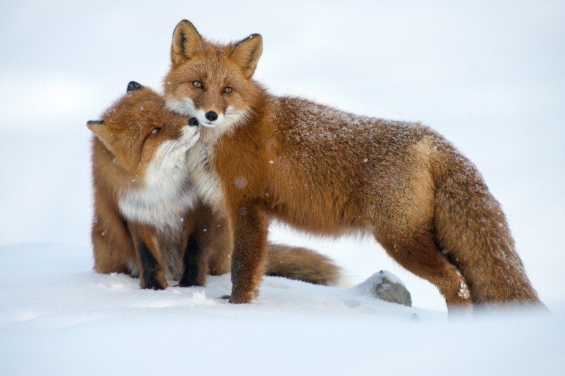 duo renard roux dans la nei neige photo