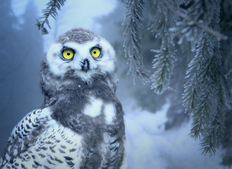 hibou chouette dans paysage forêt enneigé fond écran