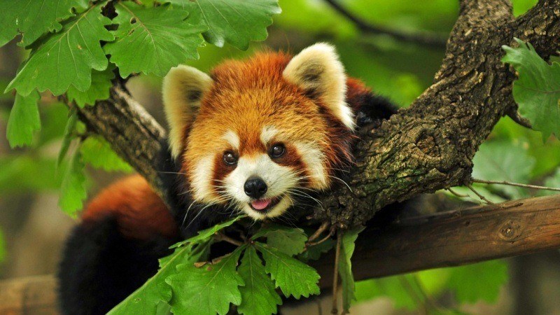 animal panda roux