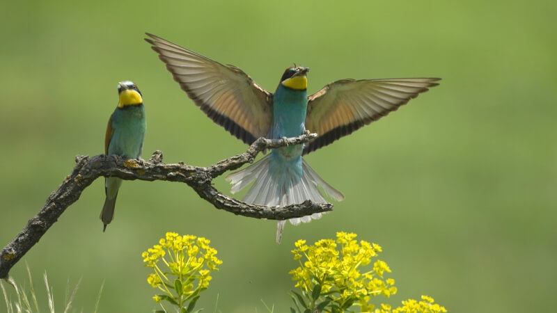 oiseaux parade photo