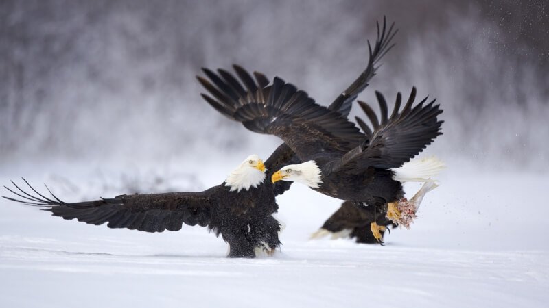 combat aigle dans la neige fond écran