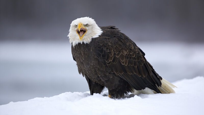 aigle dans la neige wallpaper photo