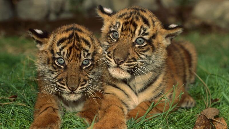 jeunes tigres photo wallpaper