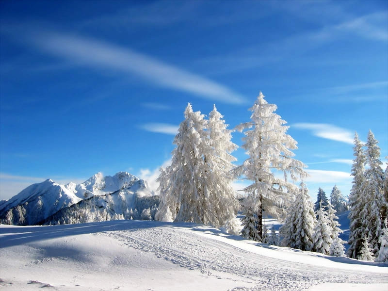 hiver arbres gelés montagne neige wallpaper