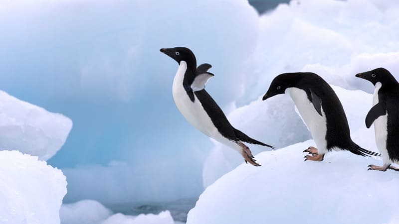 Pingouins sur banquise photo image