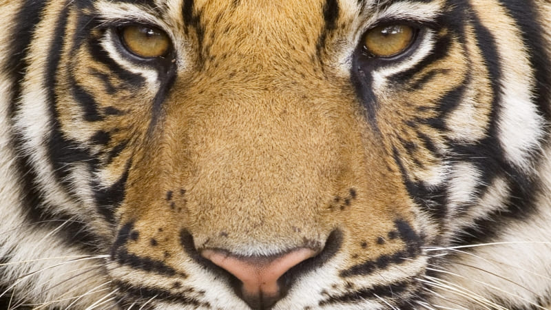 wallpaper regard du tigre HD photo zoom wallpaper