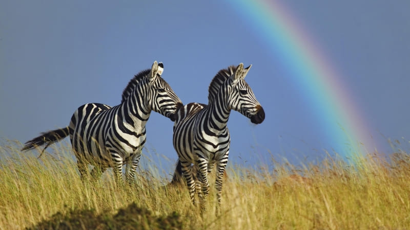 Fond d'écran duo de Zèbre dans la savane arrière plan arc en ciel wallpaper