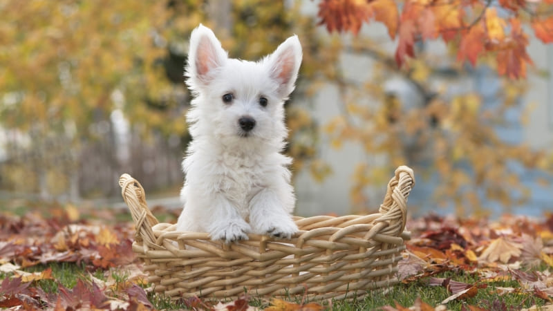 Chien bichon dans corbeille photo